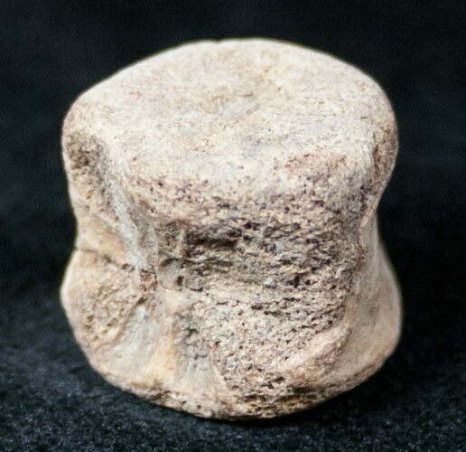 Champsosaurus Vertebrae (Cretaceous Reptile) #12705